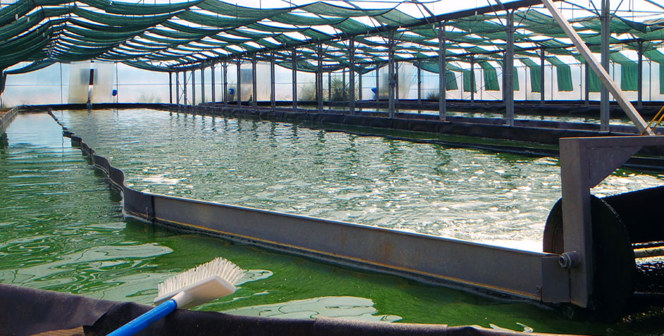 Bassin de culture de la spiruline de Haute Saintonge