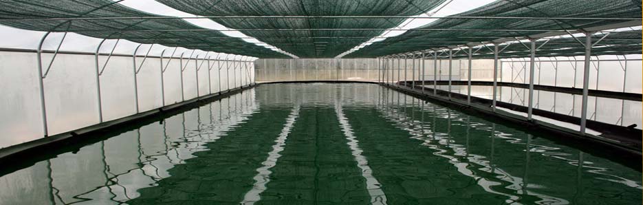 Bassin de culture de la spiruline (N°3, 300M2)