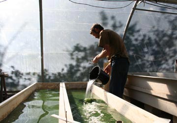 Bassin de culture de spiruline